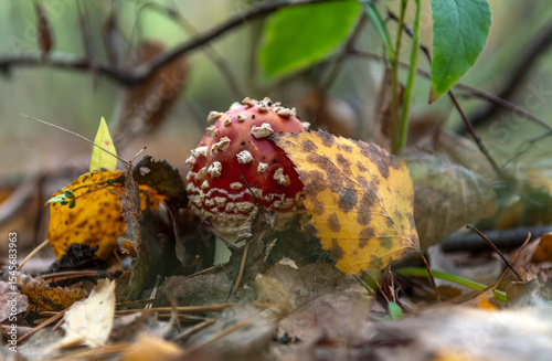 The red fly agarics just emerged from the ground after the rain.