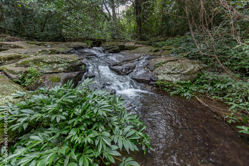 stream in the forest