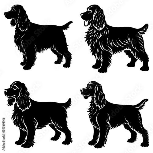 Four cocker spaniels in black and white standing in different poses on a white background display art