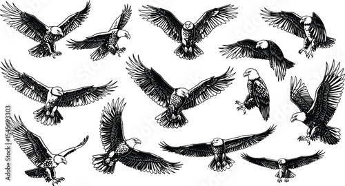 Hand-drawn flying eagle illustration set, black and white predator bird clipart, majestic bald eagle ink drawing, detailed wings spread animal art isolated on white.