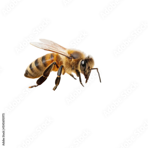 bee walking on honey comb isolated on transparent 
