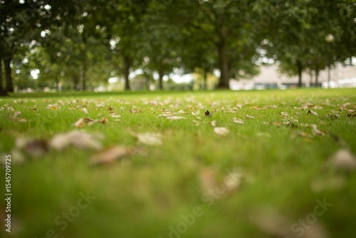 Image of a park with trees