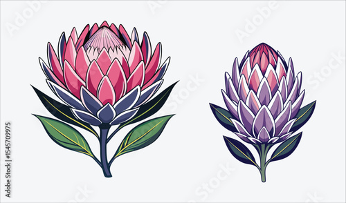 Two stylized king protea flowers illustration