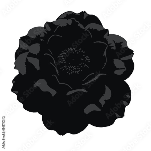 Black Silhouette Camellia Flower Vector with Tightly Packed Petals in Circular Bloom Shape on White Background Full HD