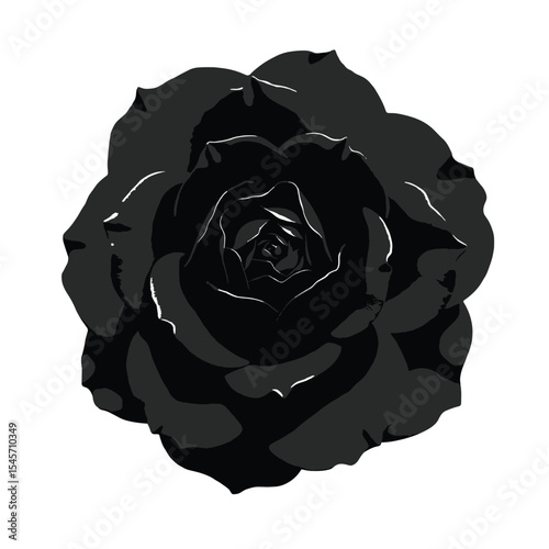 Black Silhouette Camellia Flower Vector with Tightly Packed Petals in Circular Bloom Shape on White Background Full HD
