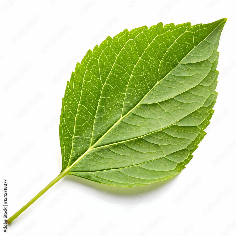 Obraz premium Green leaf isolated on transparent background 