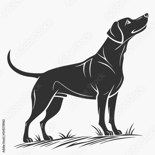 black and white dog