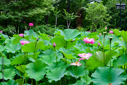 上海・復興公園の蓮池
