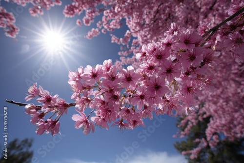 A bunch of pink flowers on a tree with the sun in the background