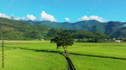 Aerial view of Beautiful rice fields, Chihshang Township, Taiwan
