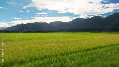 Aerial view of Beautiful rice fields
