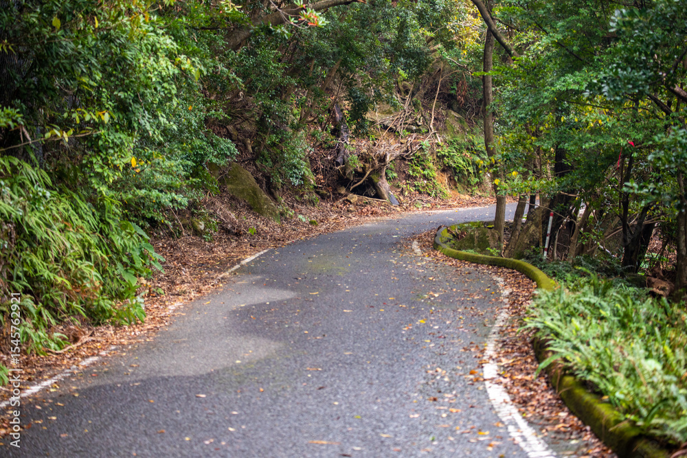 Fototapeta premium Forest Road in the western part of Yakushima Island, Kagoshima Prefecture, Japan, the scope of the World Natural Heritage