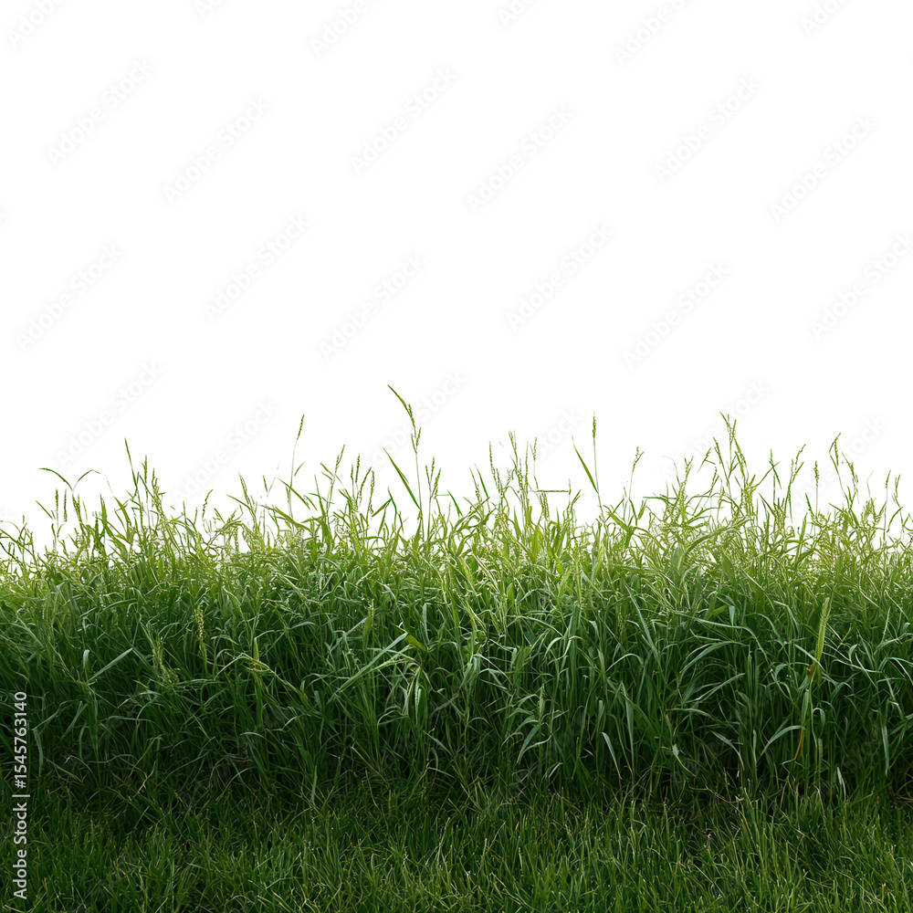 Fototapeta premium Lush Green Grass Dew Drops Nature Background isolated on a transparent background