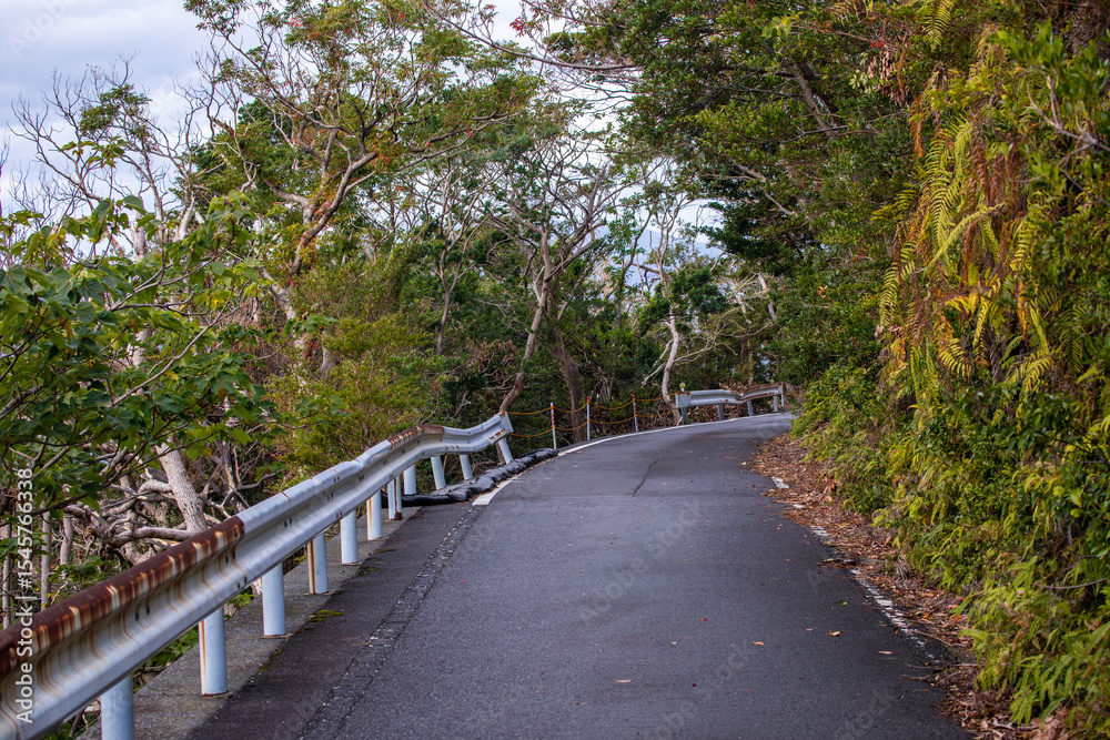 Fototapeta premium Forest Road in the western part of Yakushima Island, Kagoshima Prefecture, Japan, the scope of the World Natural Heritage