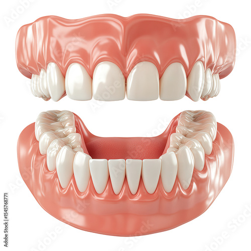 Healthy Human Teeth and Gums 3D Model isolated on a transparent background