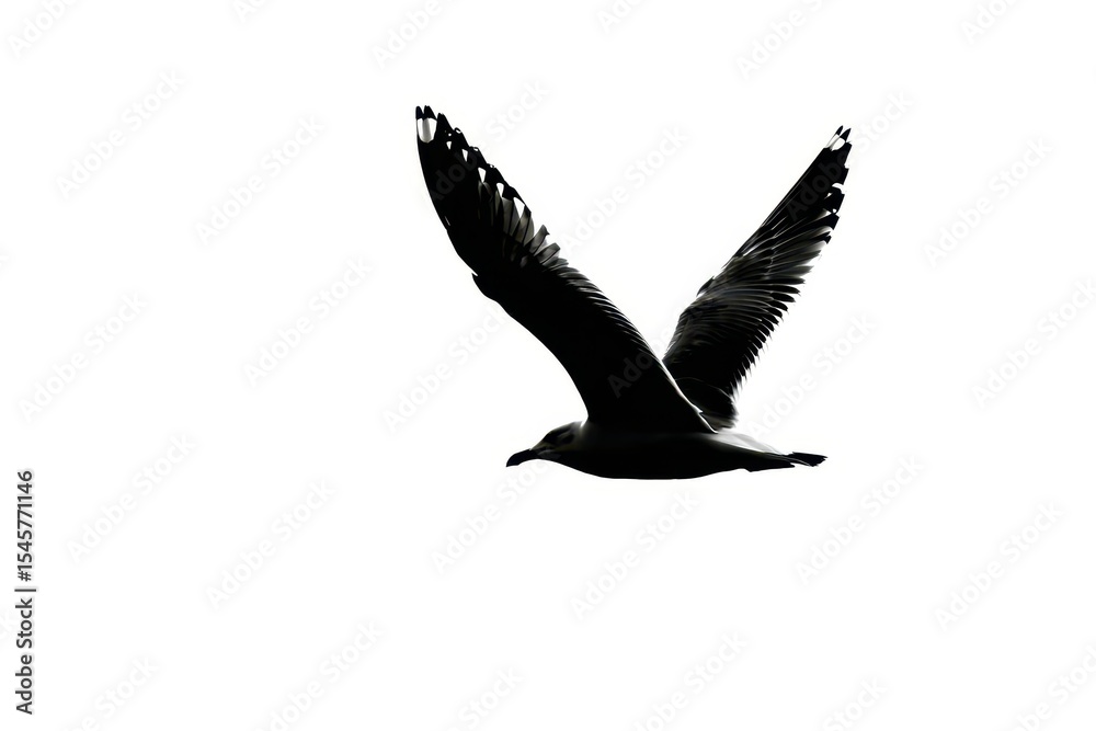 Fototapeta premium A black and white bird flying in the sky