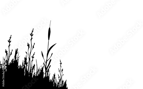 Image of a monochrome reed grass or bulrush on a white background isolated vector drawing