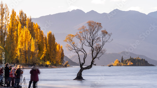 Autumn, Wanaka tree, Lake Wanaka, New Zealand