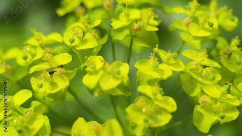 Euphorbia zhiguliensis , A macro film