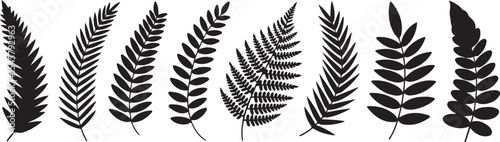 Fern Frond Silhouette Collection Vector Illustration on Clear Surface