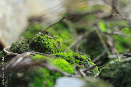 A macro photo of green moss growing on a brick surrounded by dry bush branches with a blurry background.