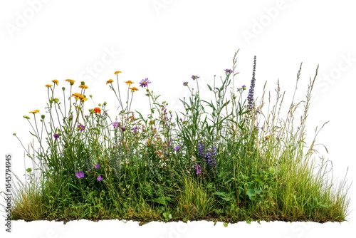 Vibrant patch of wildflowers and native grasses flourishing along a natural landscape