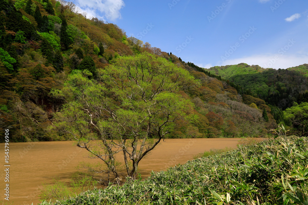 Fototapeta premium 春の最上川