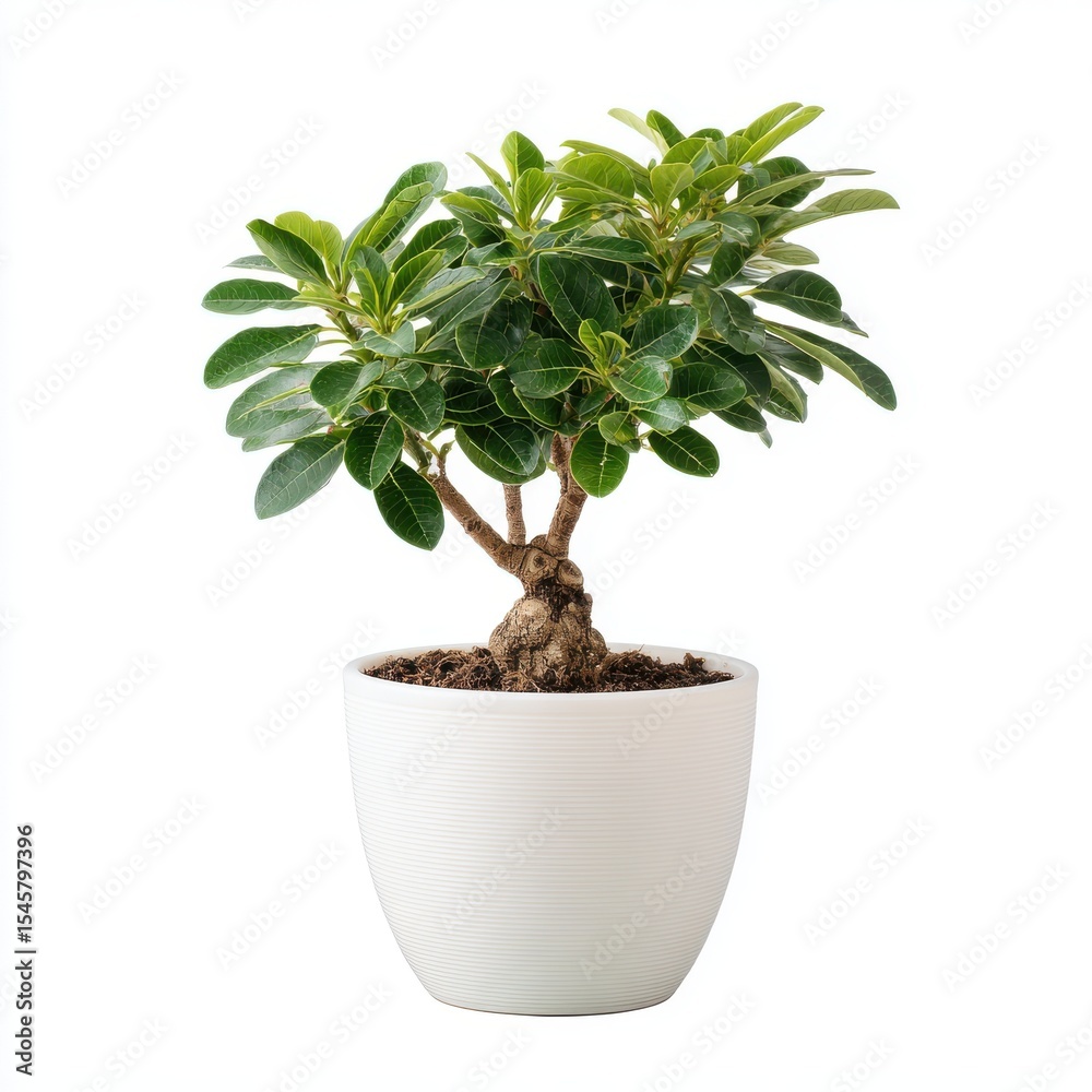 Obraz premium Lush Green Miniature Bonsai Tree in a White Pot