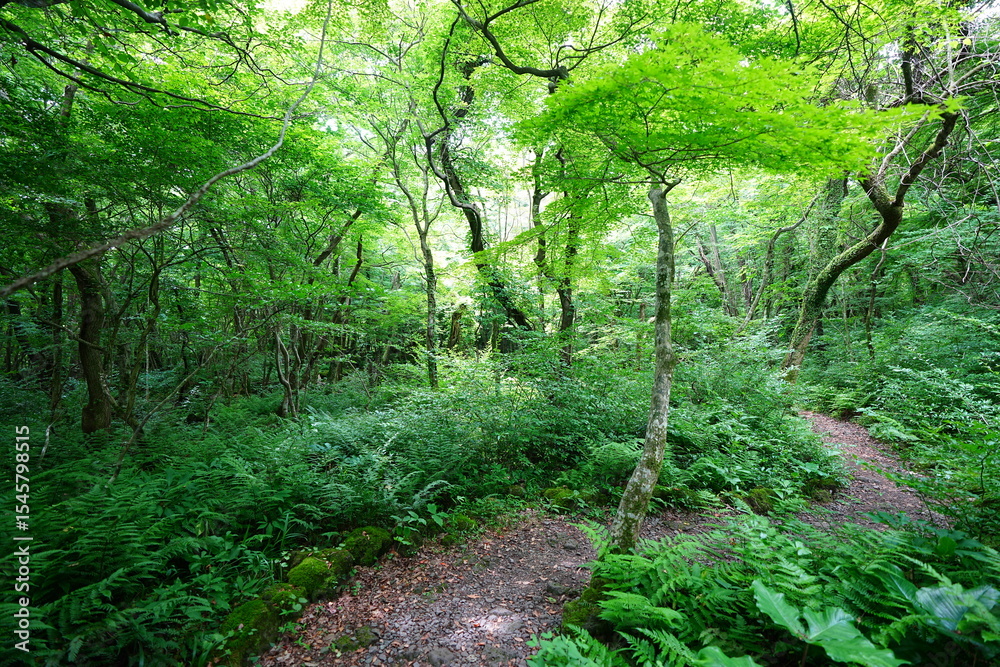 Fototapeta premium refreshing spring forest and fine path
