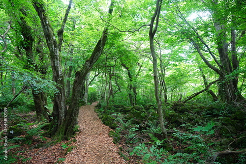 spring path through mossy rocks and old trees