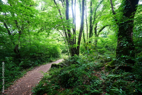 spring path through mossy rocks and old trees