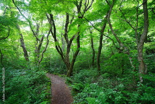 refreshing spring forest and fine path