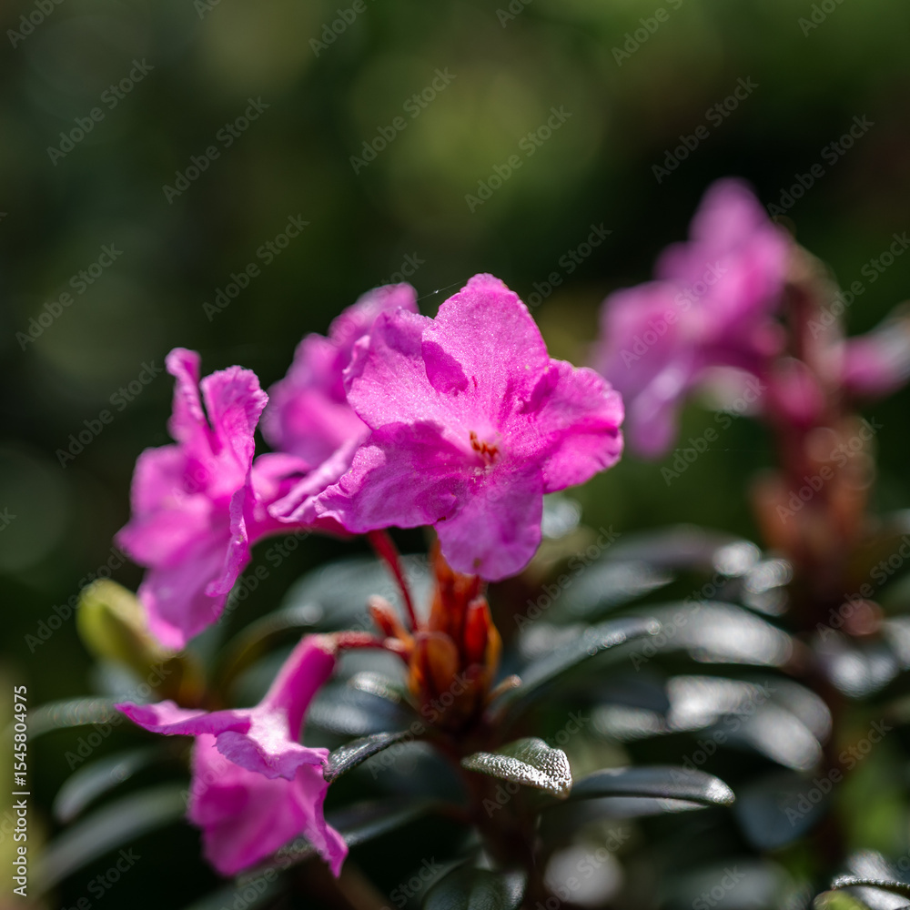 Fototapeta premium pink and purple flowers