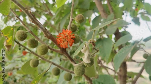 The Broussonetia papyrifera or the Paper mulberry seedheads on a tree