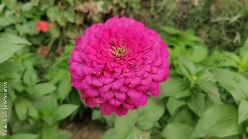 Common zinniaZenia insigni beautiful flowers 