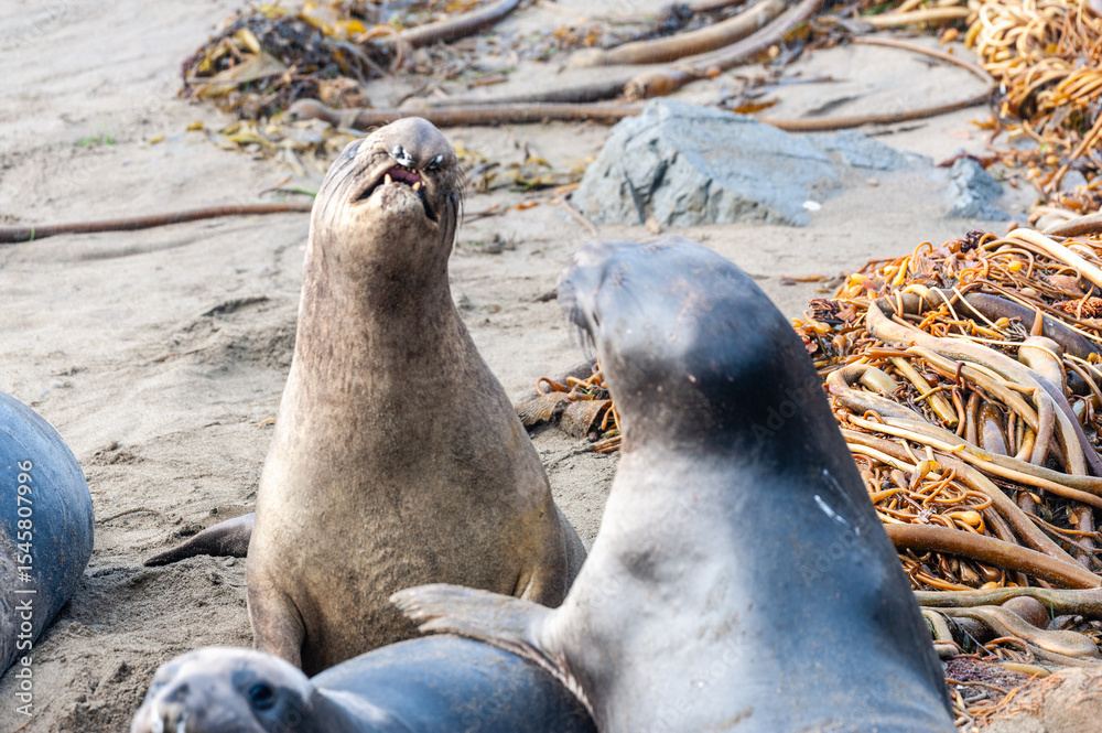 Fototapeta premium Close-up of fighting northern elephant seals -Mirounga Angustirostris- at Elephant seal vista point, California on a winter morning.