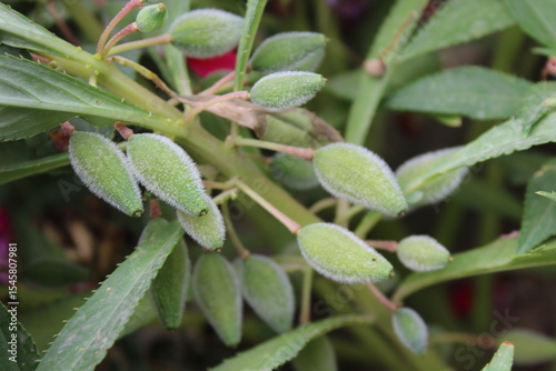 Fototapete Impatiens balsamina, garden balsams or the potted snapweed plant, flowers and se