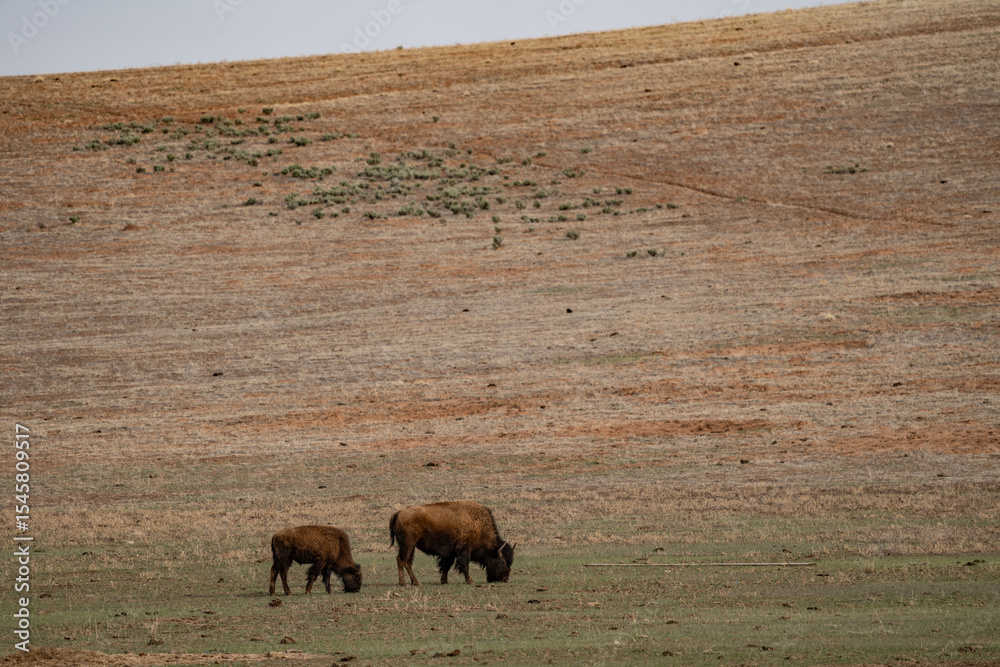 Fototapeta premium American bison, American buffalo, or simply buffalo (not to be confused with true buffalo), is a species of bison that is endemic (or native) to North America. Zion Mountain Ranch, Utah