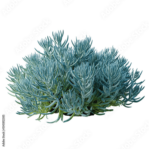 Lush Blue Chalk Stick Plant Bush Isolated on