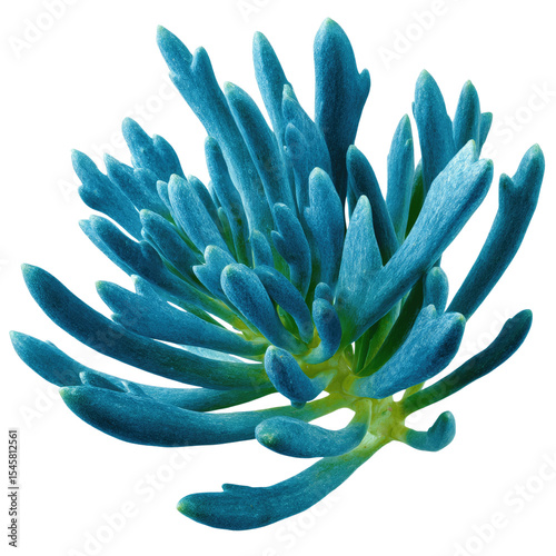Vibrant Teal Succulent Plant Close-Up on White