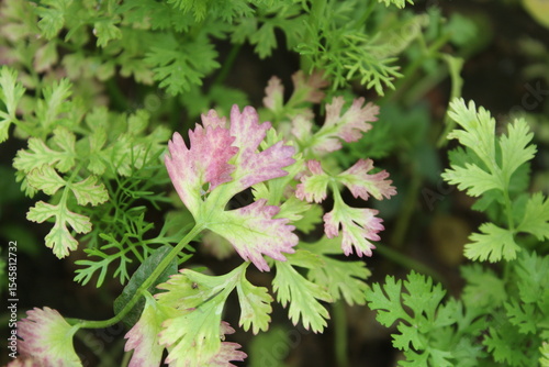 Coriander, cilantro, Flat-leaved parsley or the dhania plant 
