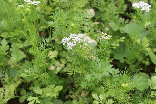 Coriander, cilantro, Flat-leaved parsley or the dhania plant 