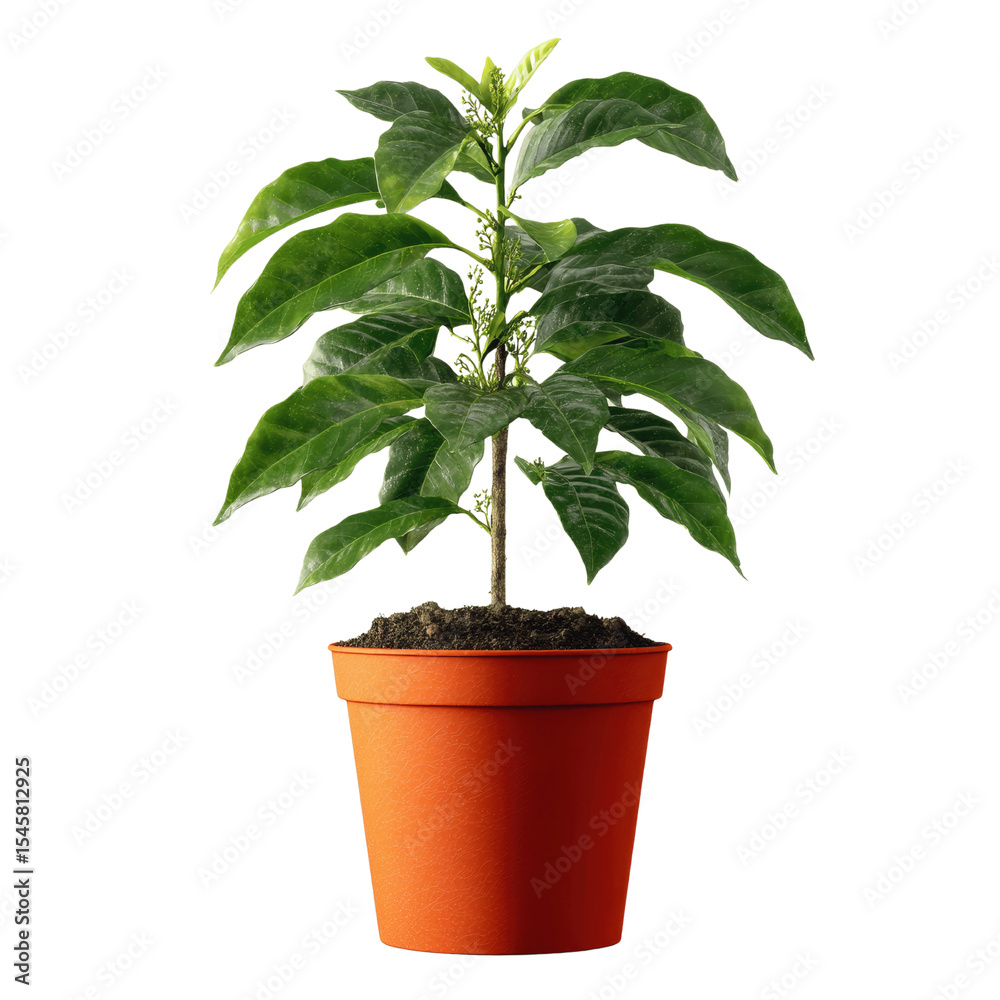 Fototapeta premium Young Coffee Plant in Terracotta Pot, Isolated on