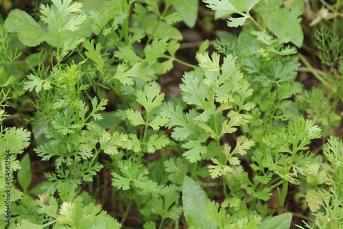 Coriander, cilantro, Flat-leaved parsley or the dhania plant 