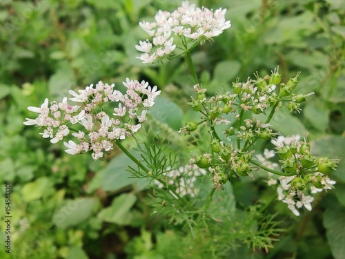 Coriander, cilantro, Flat-leaved parsley or the dhania plant 