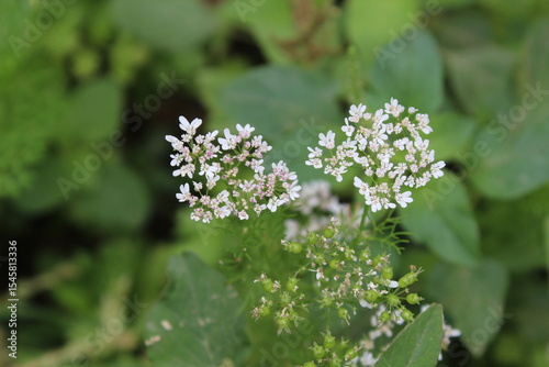 Coriander, cilantro, Flat-leaved parsley or the dhania plant 