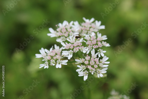 Coriander, cilantro, Flat-leaved parsley or the dhania plant 
