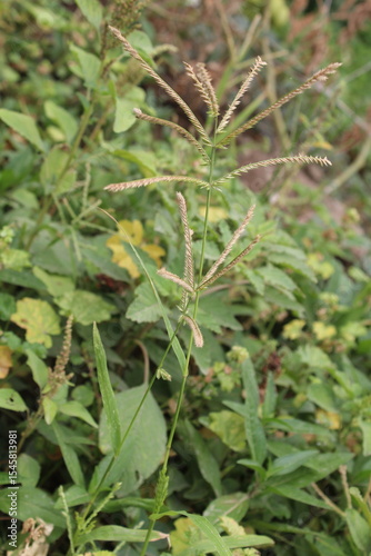 Eleusine indica, Yard Grass or the Goose Grass