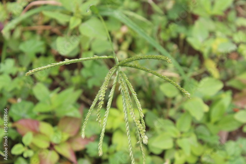 Eleusine indica, Yard Grass or the Goose Grass