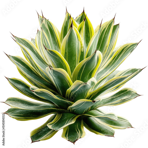 Vibrant Agave Plant with Striking Green and